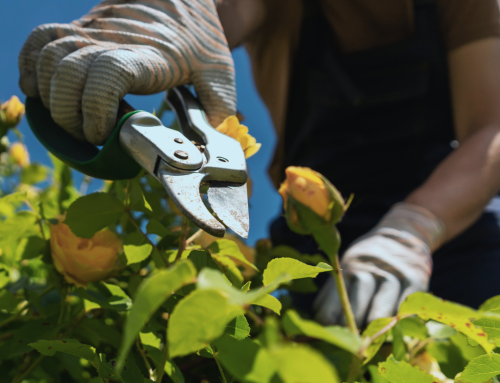 Pruning Your Roses